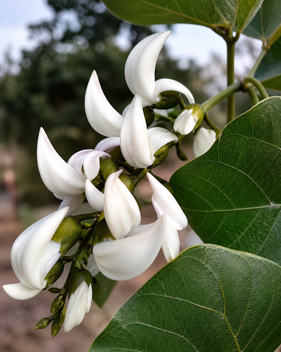 White Palash Plant — view 1