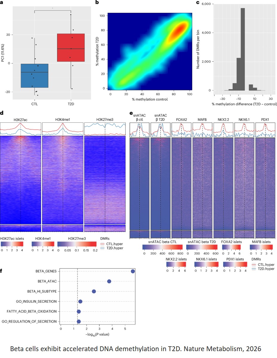 Epigenetic adaptation of beta cells across lifespan and disease