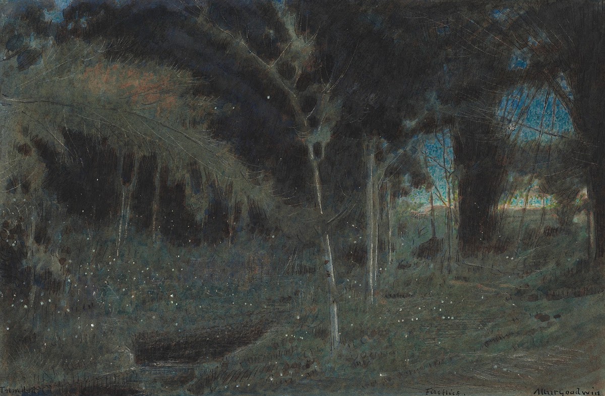 Fireflies Trinidad