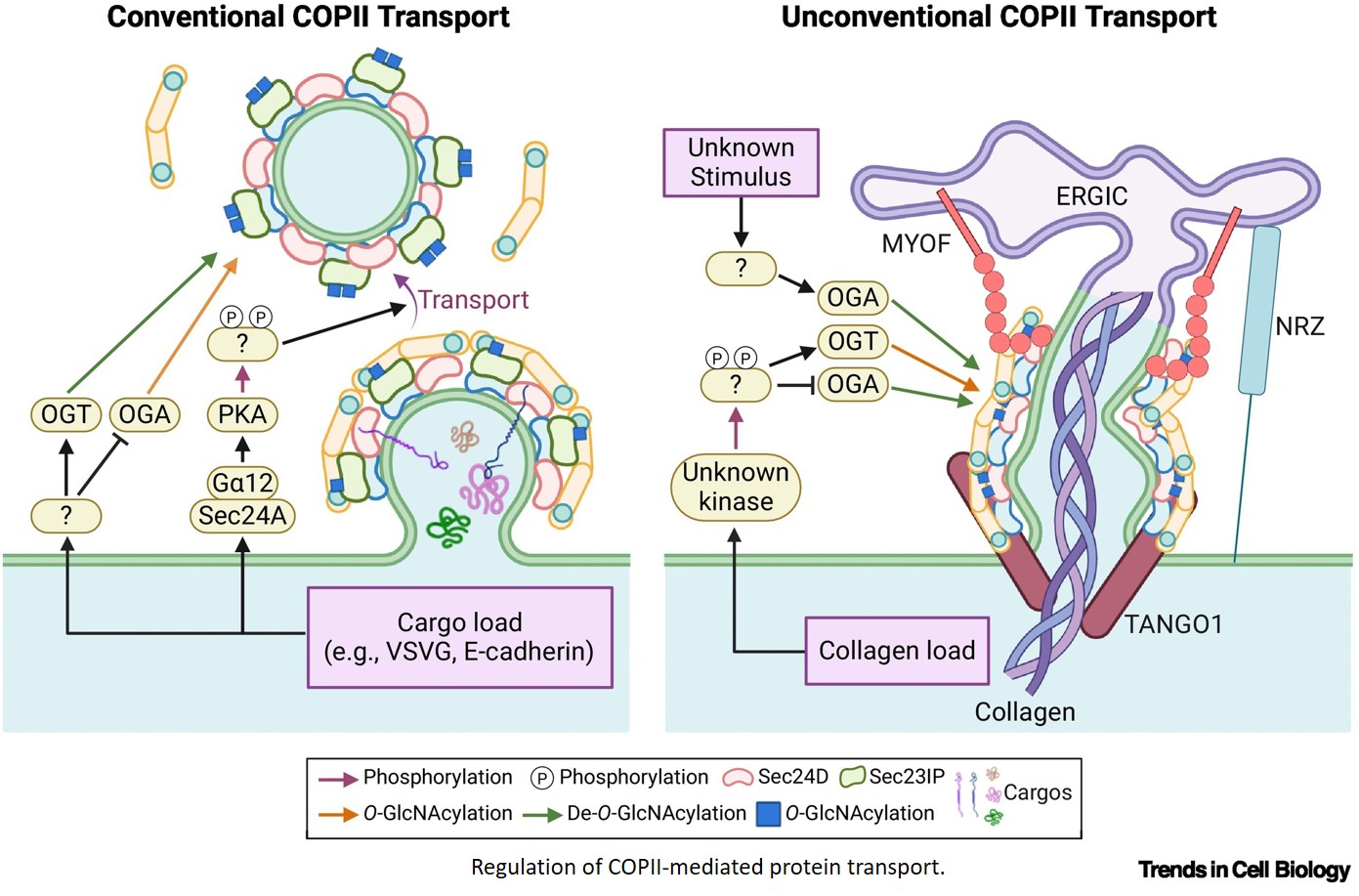 ER exit site regulation by post-translational modifications