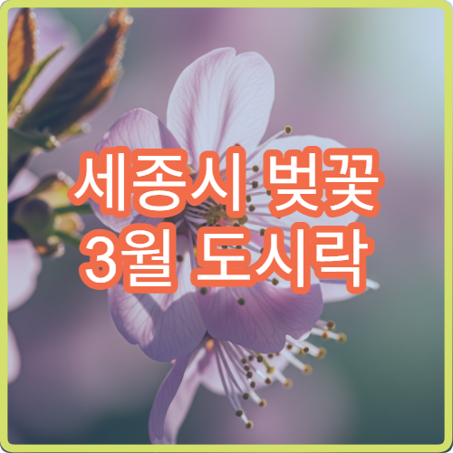세종시 벚꽃 3월 도시락 피크닉 명당 위치 추천