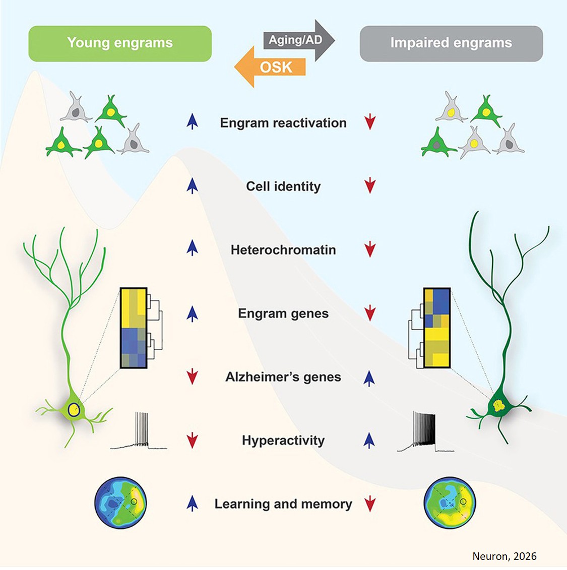 Cognitive rejuvenation through partial reprogramming of engram cells
