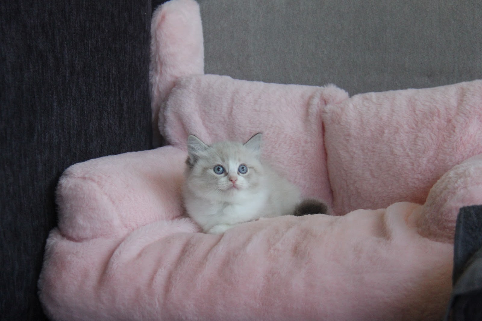 12/18出生 高端優質山貓紋布偶貓妹妹