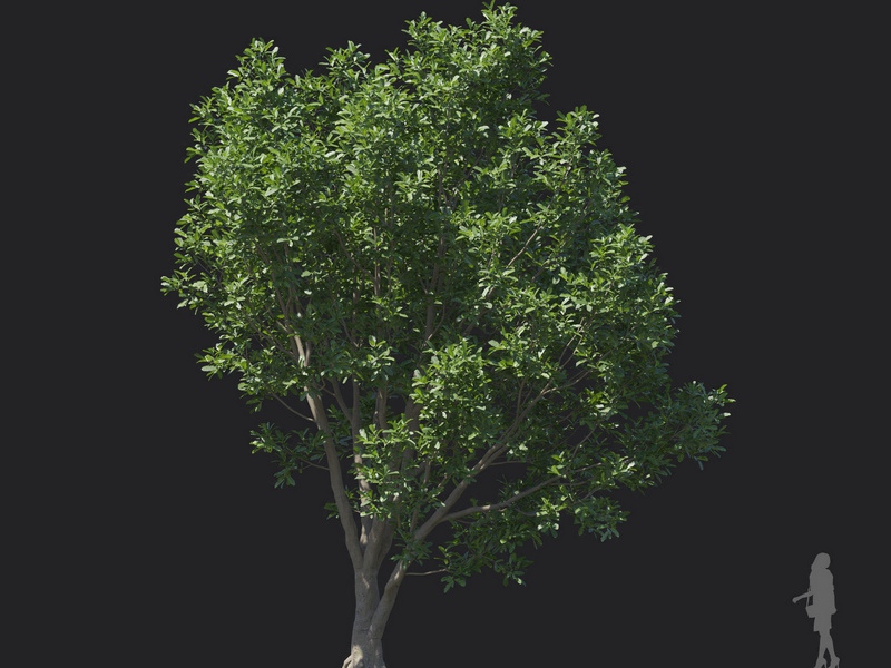 Maxtree - Plant Models Vol.121
