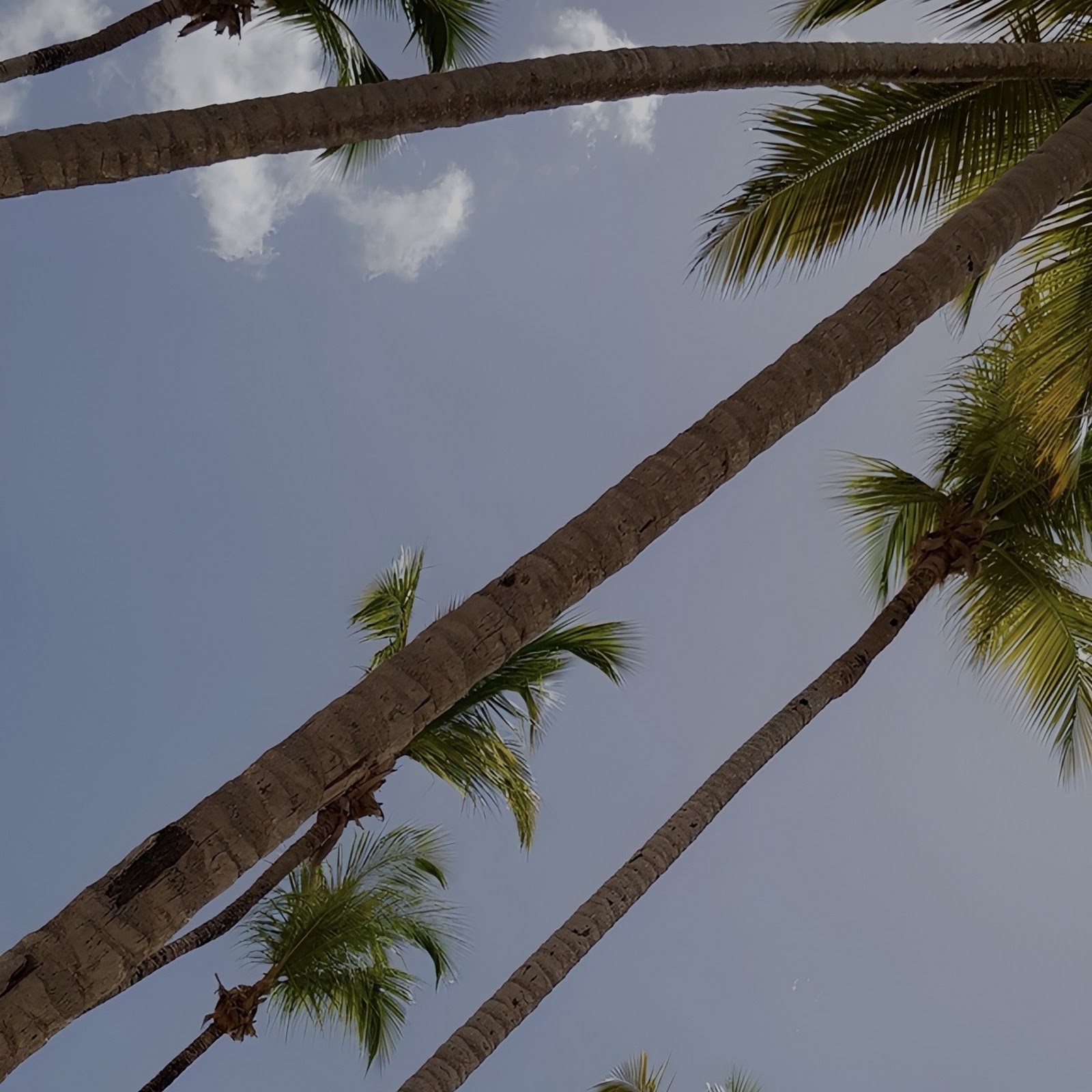 Download Tall Palm Trees Under Sky Full HD iPhone