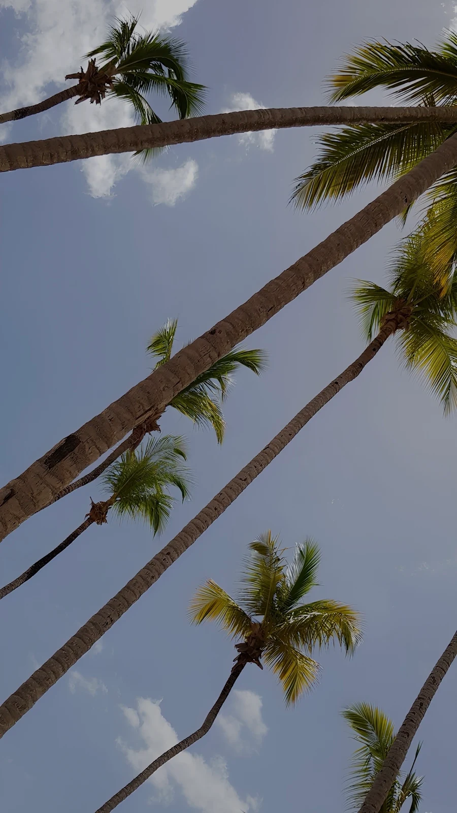 Tall Palm Trees Under Sky - Outdoor Photography Full HD iPhone Wallpaper (1286x2286)