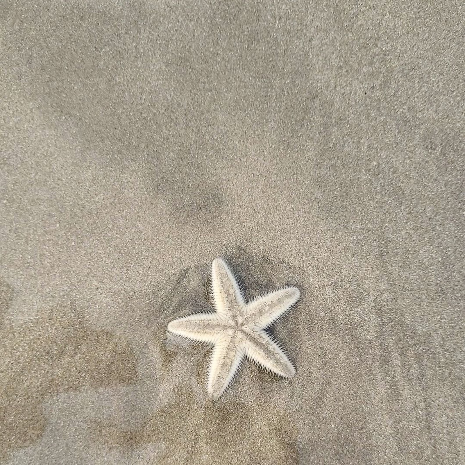 Download Starfish Resting on Sandy Beach Full HD iPhone