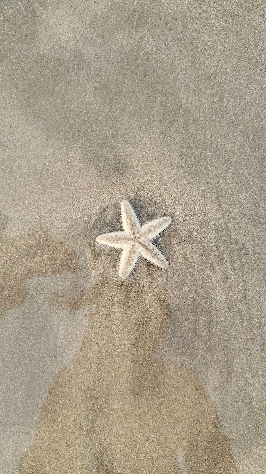 Starfish Resting on Sandy Beach - Nature Photography Full HD iPhone Wallpaper (1080x1920)