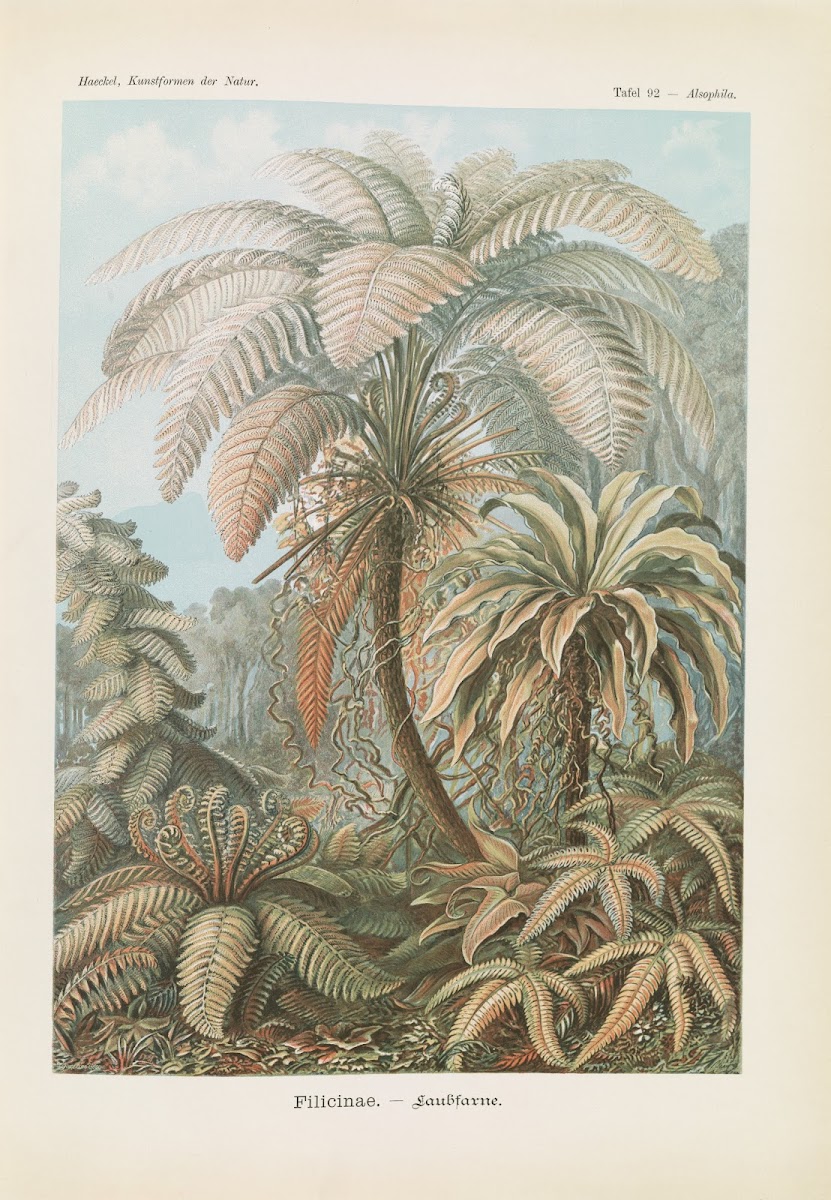 Filicinae  Laubfarne 1904