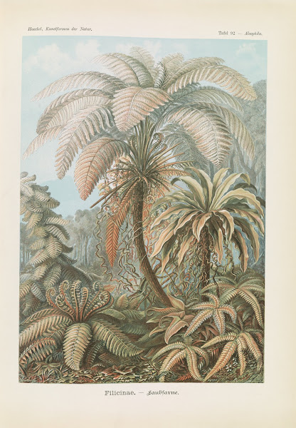 Filicinae  Laubfarne 1904