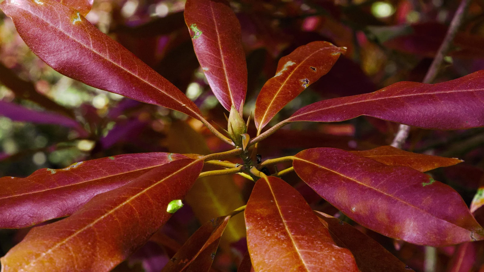 Red Rhododendron Leaves in Autumn - Macro Nature Photography 4K Wallpaper (3840x2160)