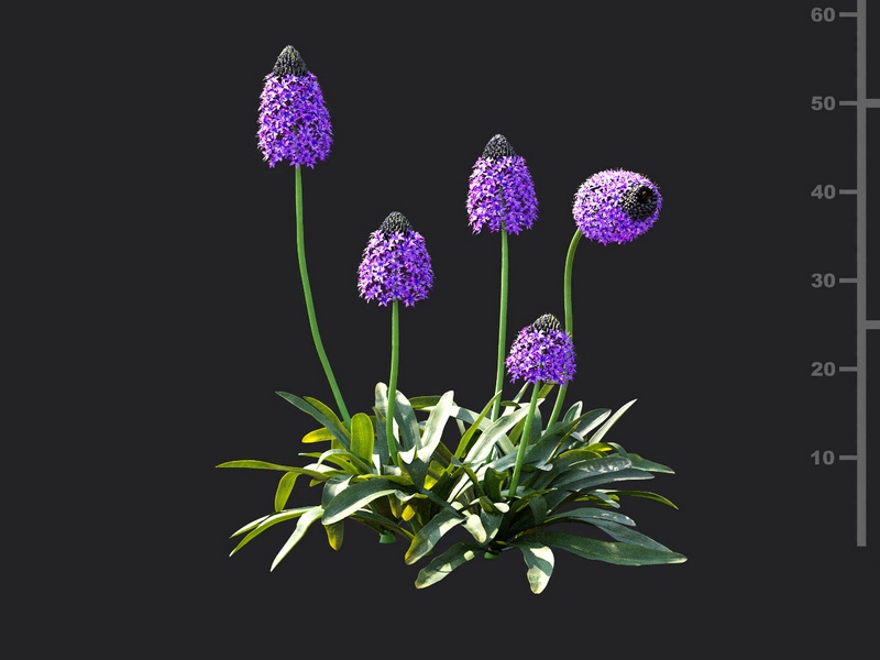 Maxtree - Plant Models Vol.115