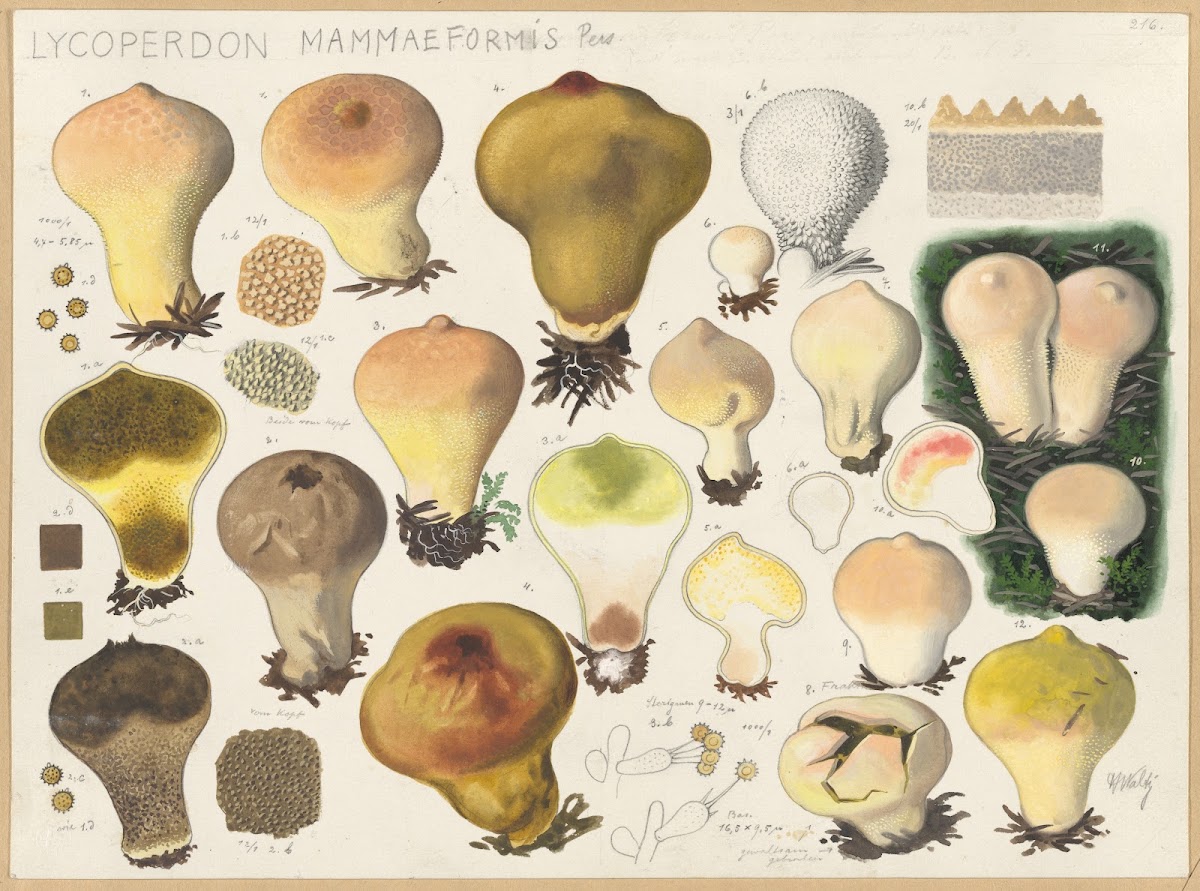Lycoperdon mammaeformis Pers 1915 1945