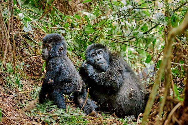 Bwindi frame 26