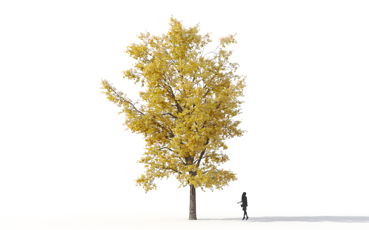 Maxtree - Plant Models Vol.11