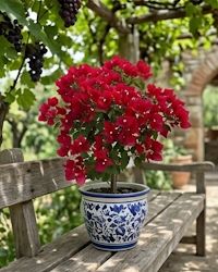 Imported Monalisa Red Bougainvillea Plant