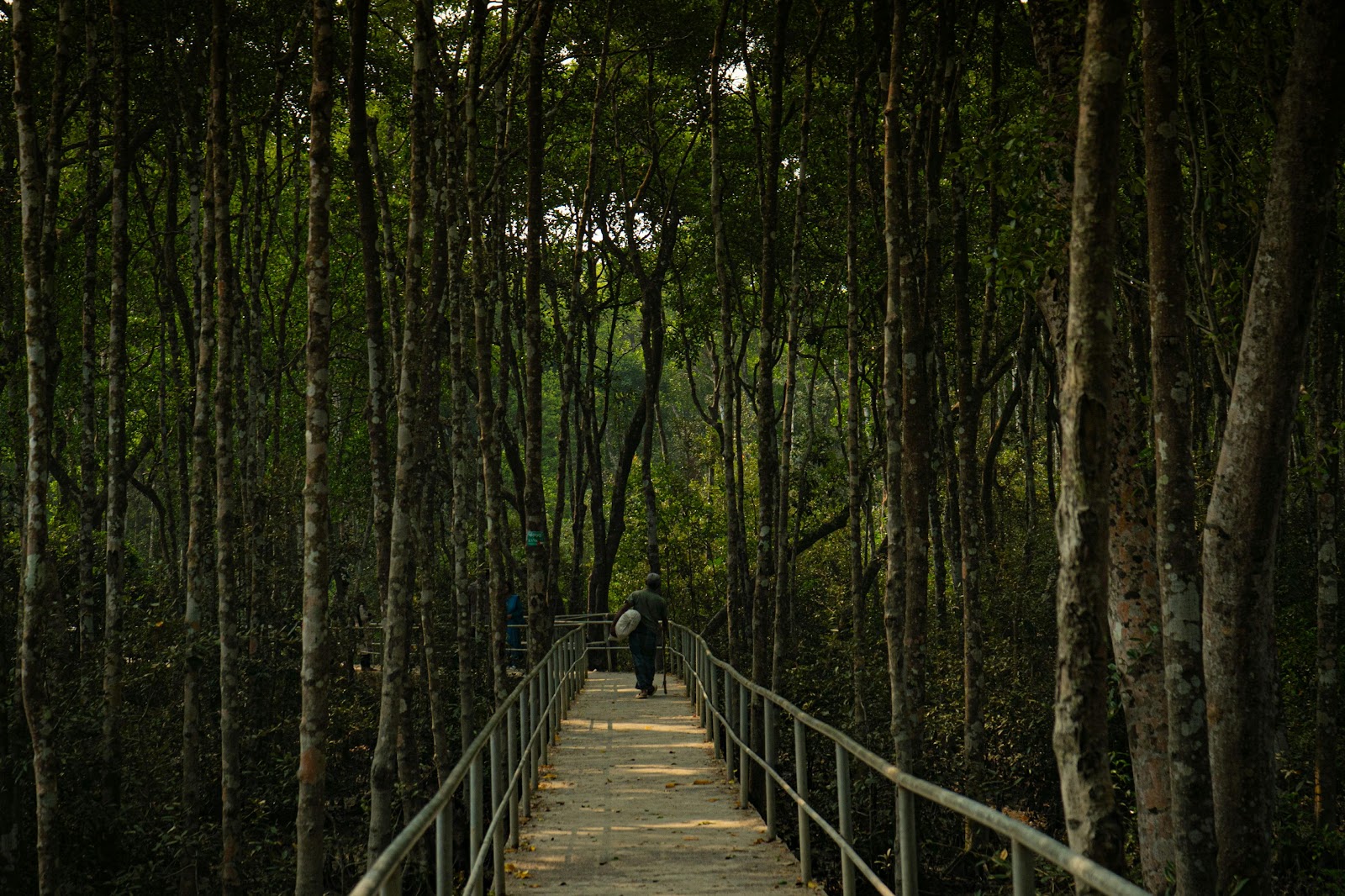 সুন্দরবন ২