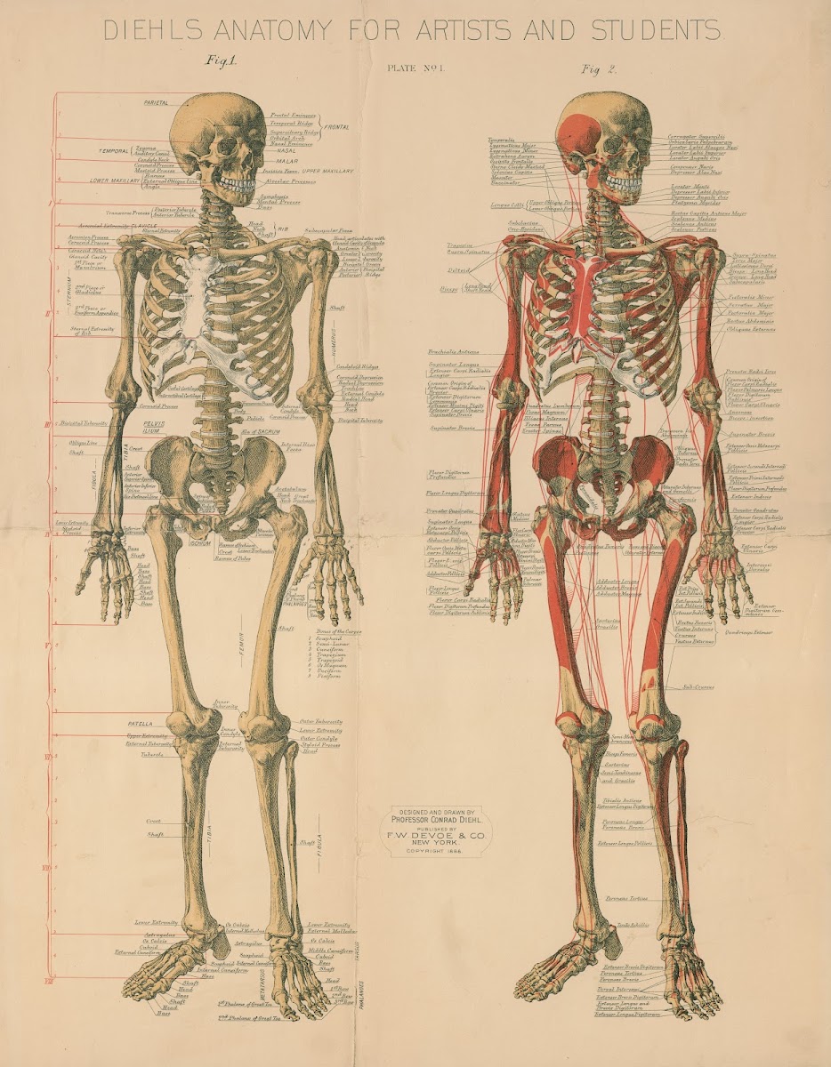 Diehls Anatomy for artists and students Pl1 1888