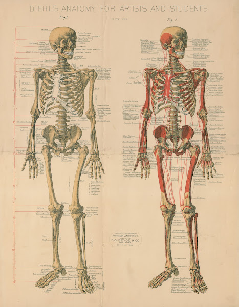 Diehls Anatomy for artists and students Pl1 1888