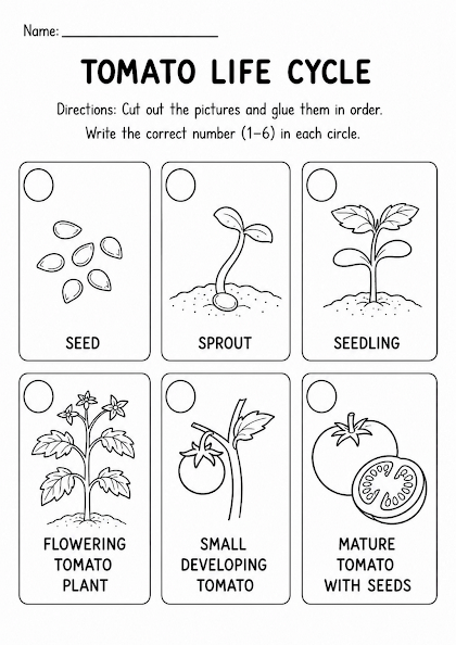 Tomato Life Cycle Worksheet
