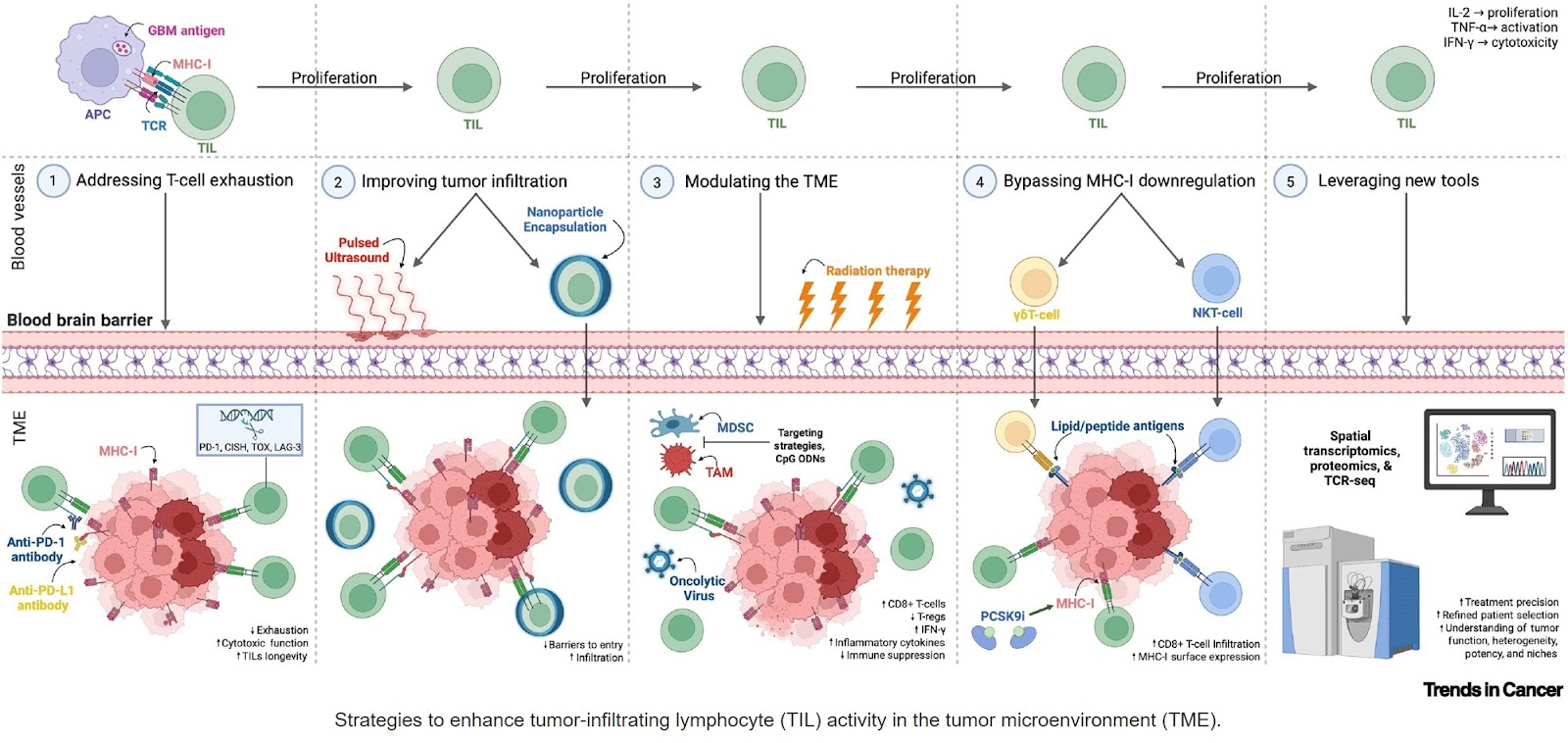 The promise of TIL therapy for glioblastoma