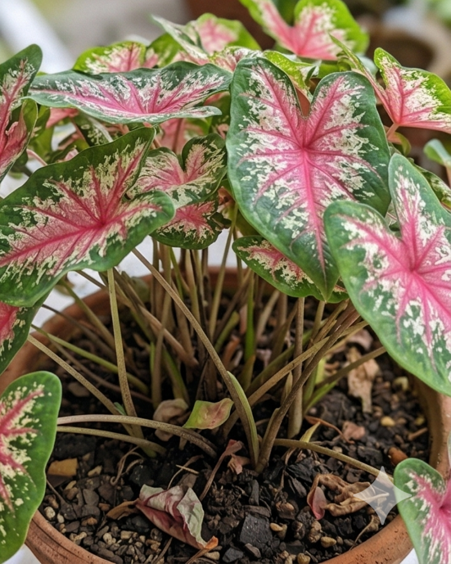Indian Caladium Plant — view 2