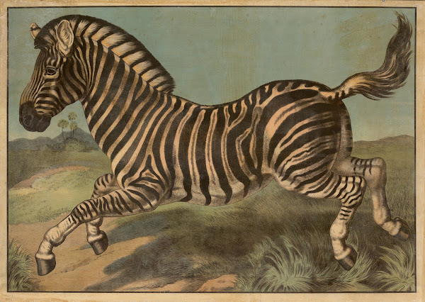 Zebra 1913