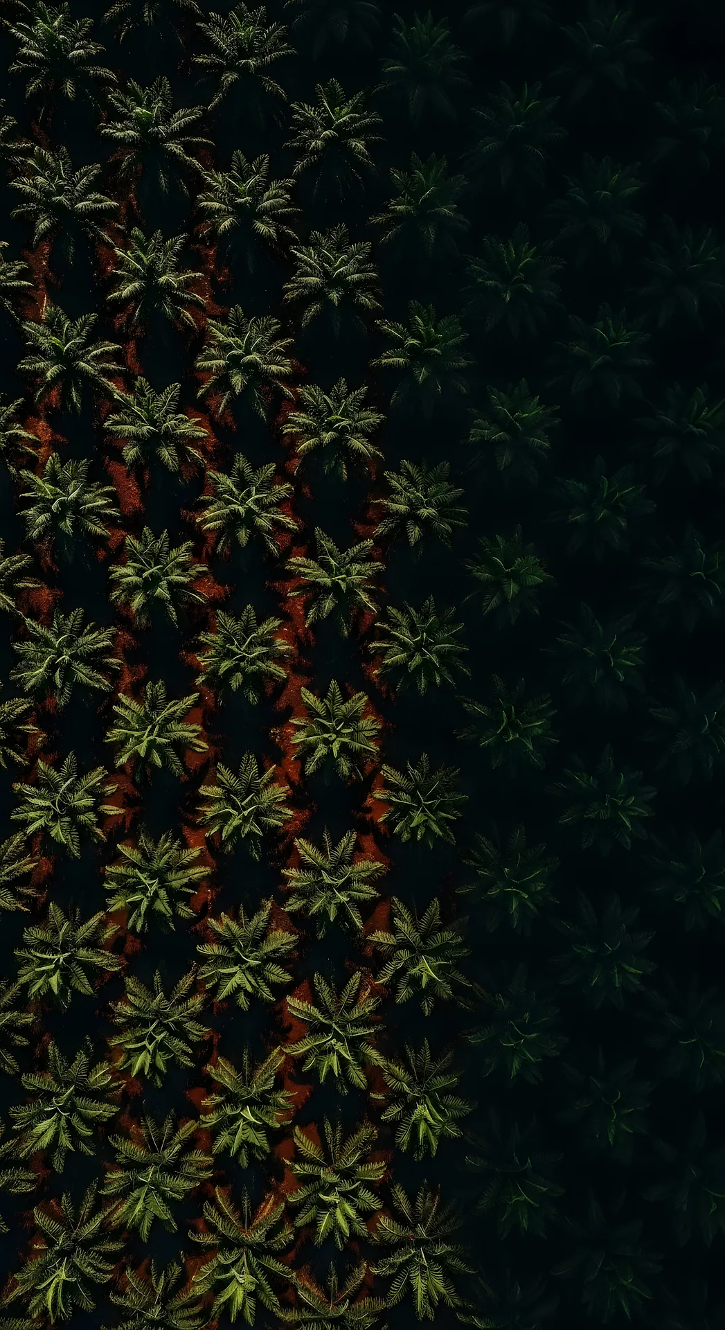 Aerial View of Dark Tropical Palm Tree Plantation - Free 4K mobile Wallpaper