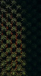 Aerial View of Dark Tropical Palm Tree Plantation