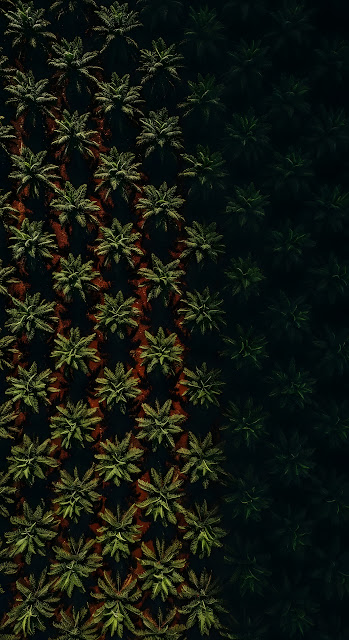 Aerial View of Dark Tropical Palm Tree Plantation - Free mobile Wallpaper
