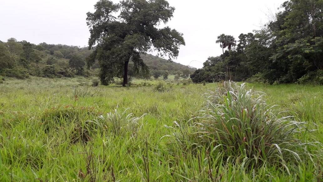 Fazenda em Talisma-TO 3