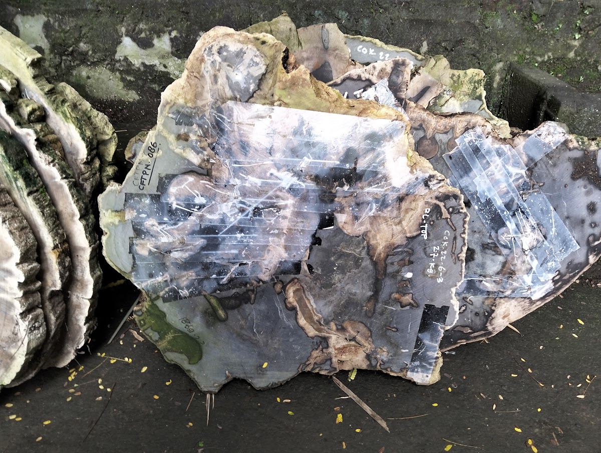 ROUND SLICE COFFEE TABLE — SKU CFTPN.086 | Petrified Wood by PJ Antique Bali