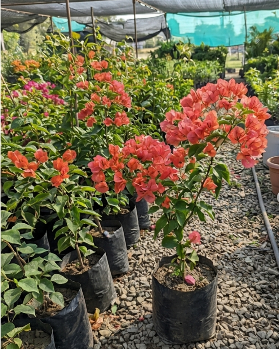 Imported Zakirana Bougainvillea Plant — view 4
