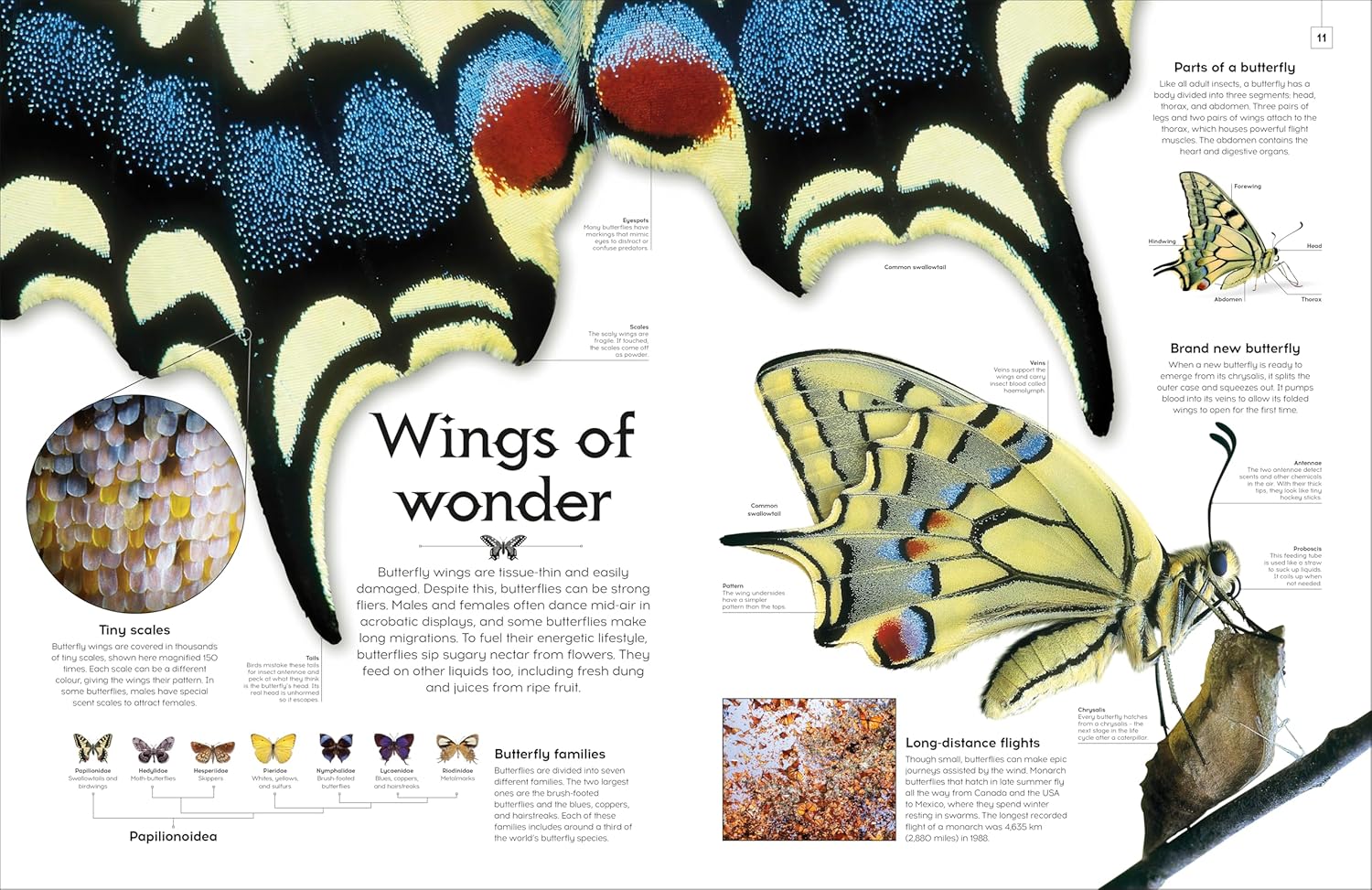 Shapes of Nature — gambar 3