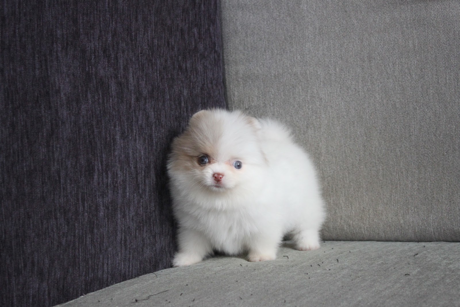 11/2出生 高端優質迷你巧克力大理石白花松鼠博美妹妹