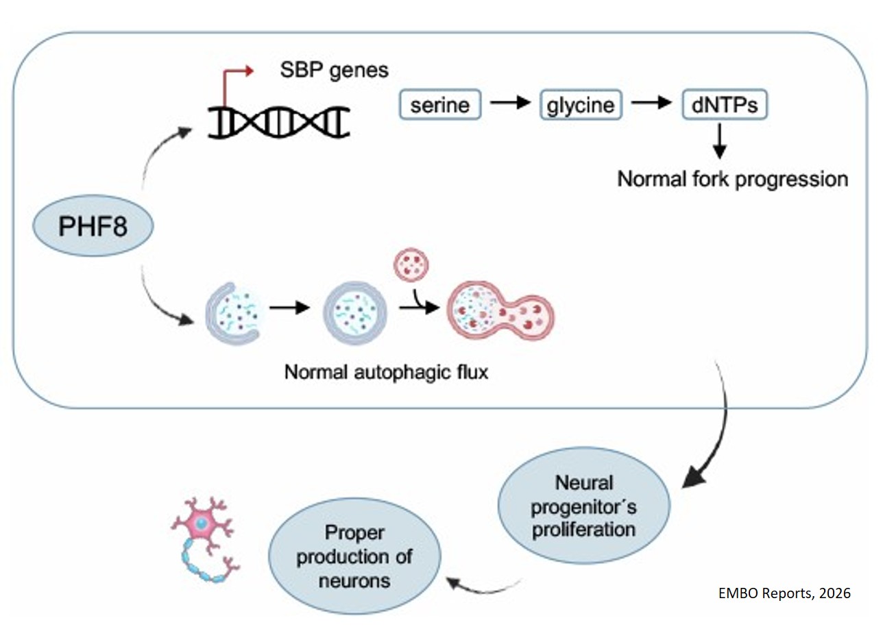 Epigenetic regulation of serine biosynthesis by PHF8 during neurogenesis