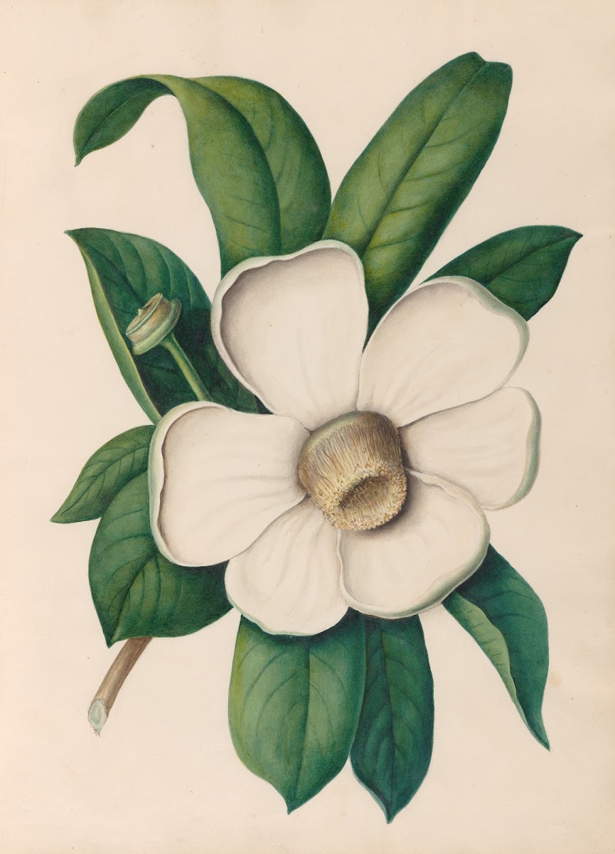 Drawings of tropical flowers and fruits from South America Pl25 1830