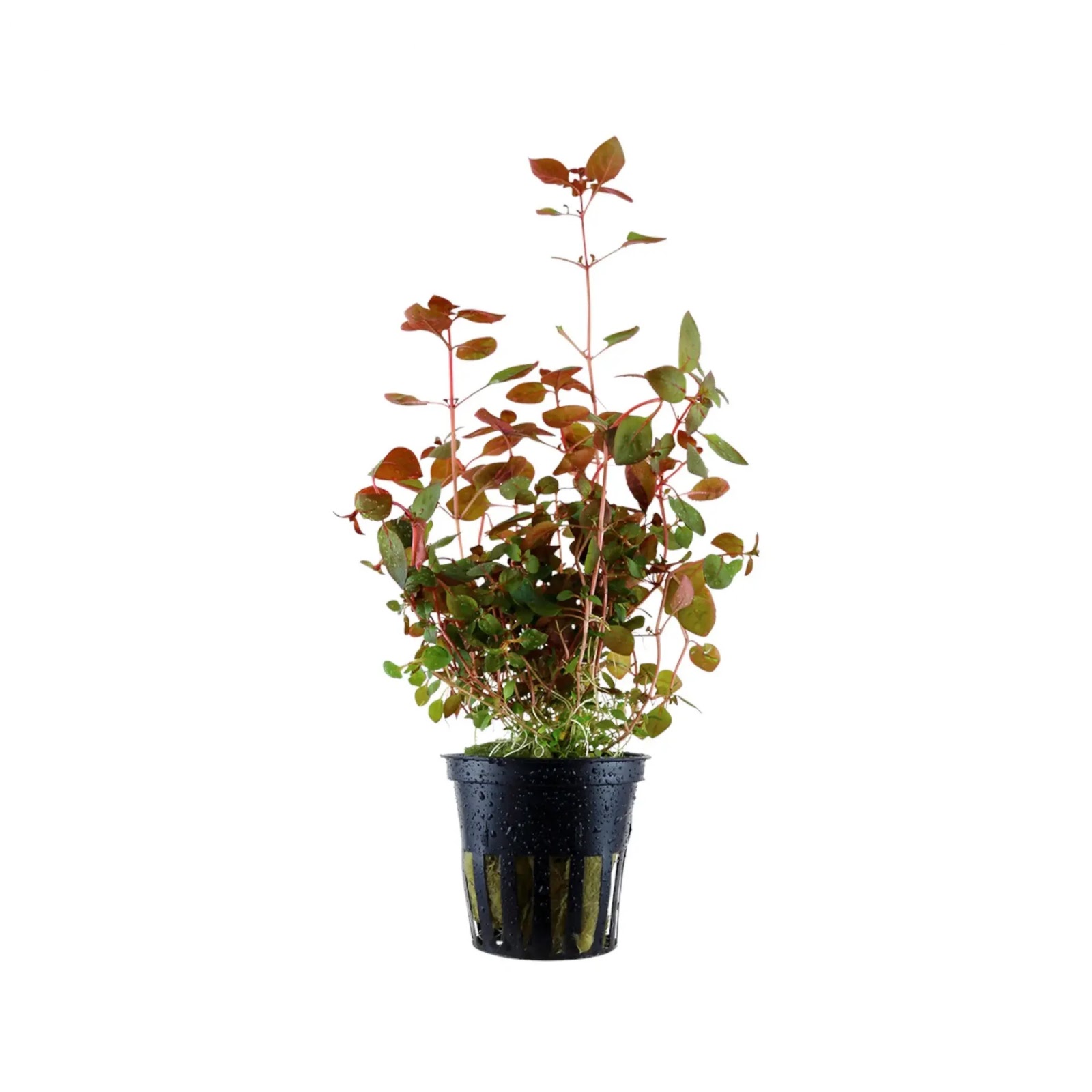 Ludwigia palustris -Hi red