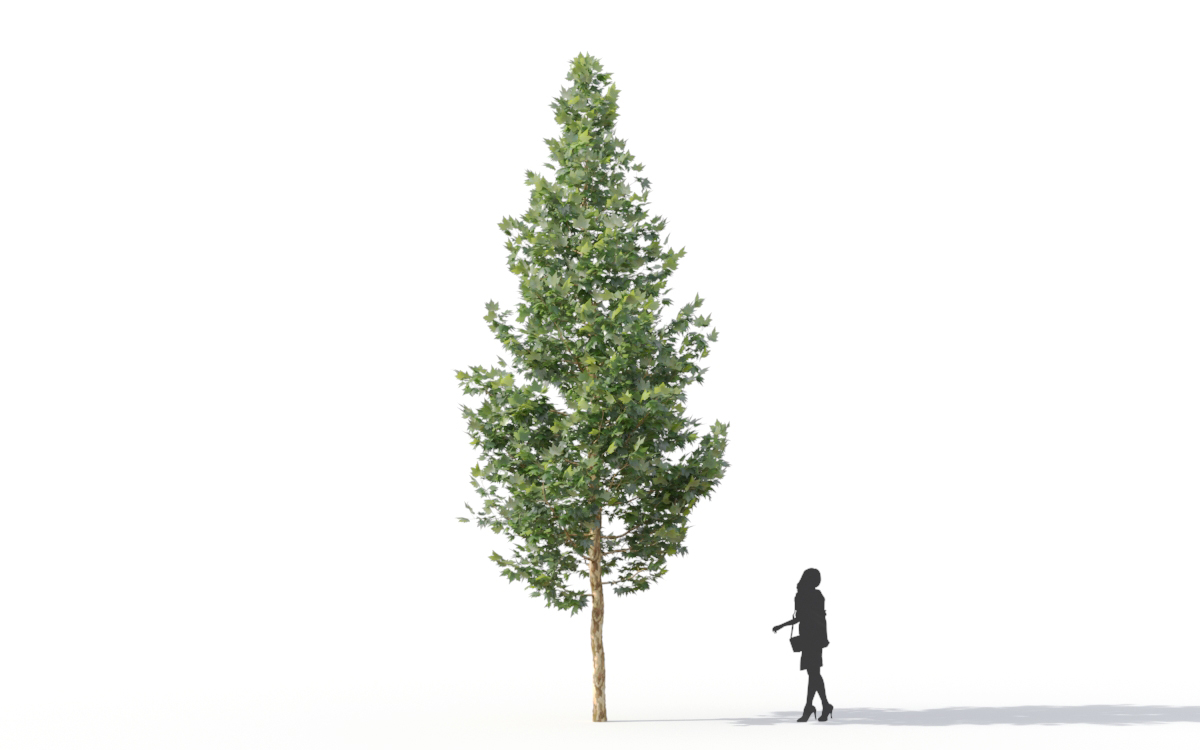 Maxtree - Plant Models Vol.11