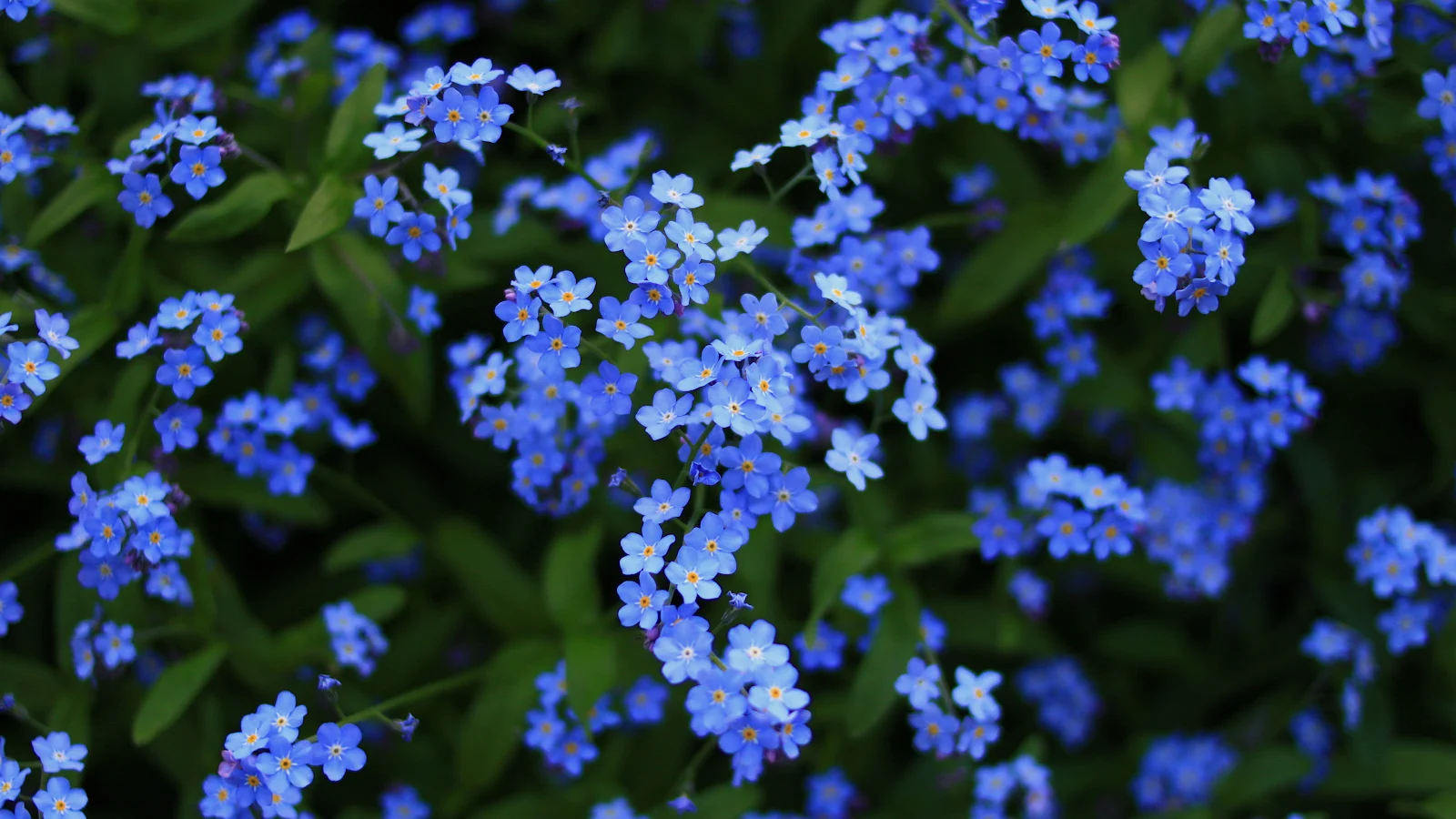 Blossom 4K Desktop Wallpaper