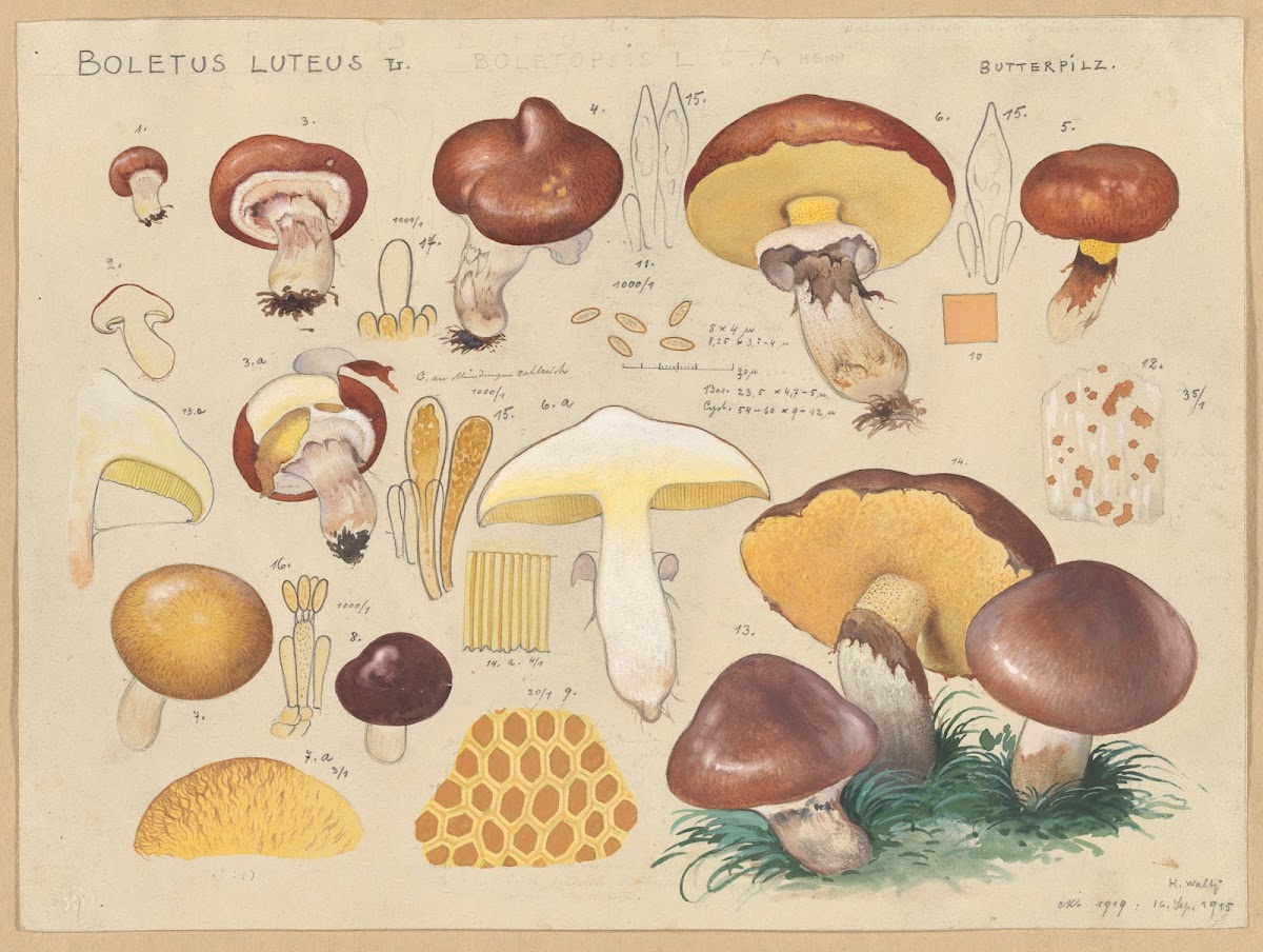 Boletus luteus L 1915 1945