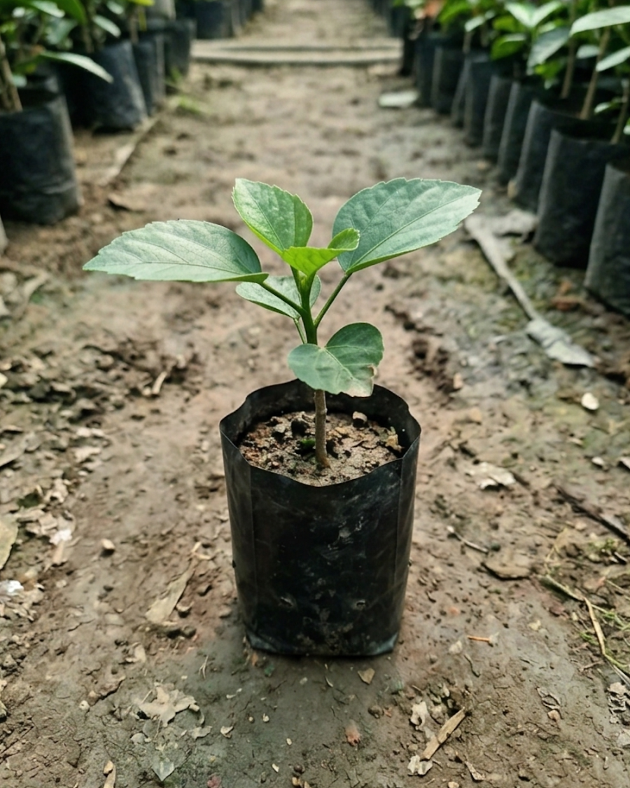Hibiscus Shueishalian Galaxy Upstart — view 2