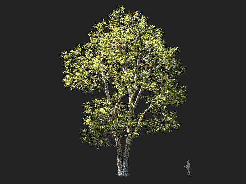 Maxtree - Plant Models Vol.132