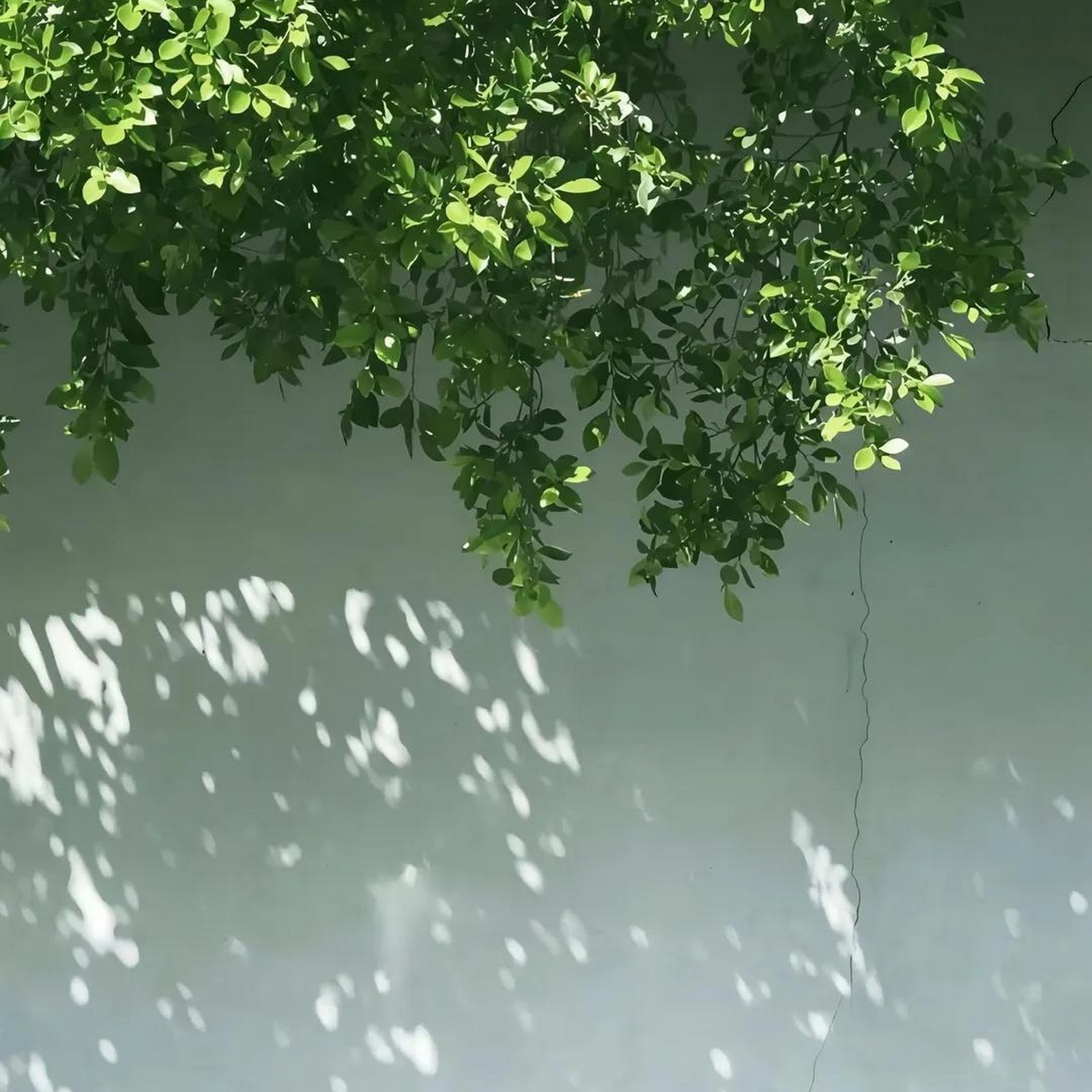 Download Tree Leaves Over Sunny Wall iPhone