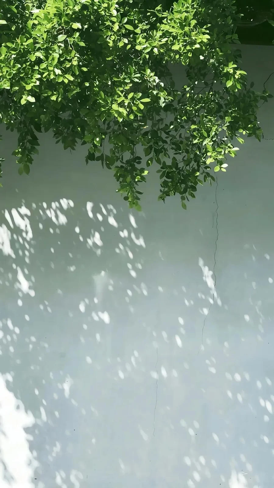 Tree Leaves Over Sunny Wall - Minimalist Nature Photography iPhone Wallpaper (1080x1919)