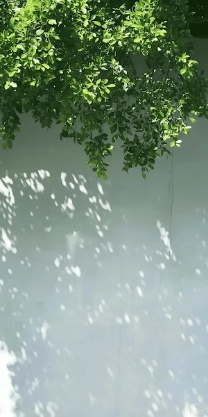 Tree Leaves Over Sunny Wall iPhone Wallpaper Background