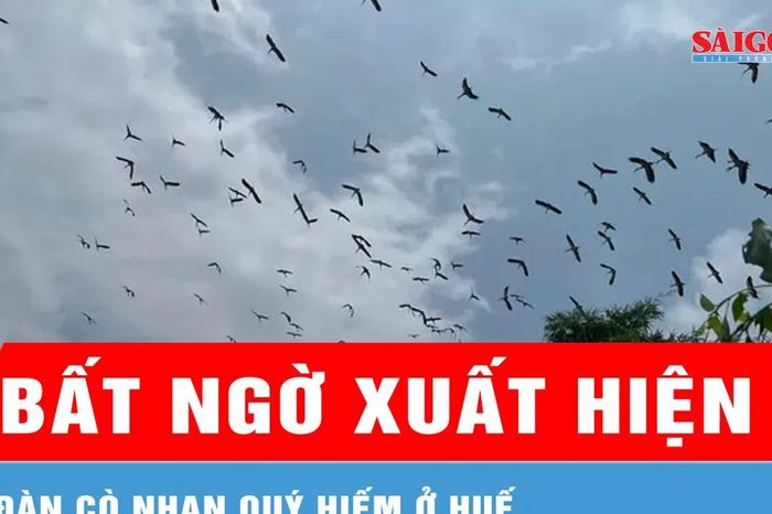 Xuất hiện đàn cò nhạn quý hiếm ở Huế - Báo Sài Gòn Giải Phóng