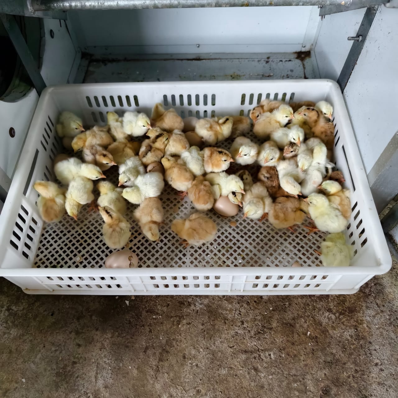 Anak Ayam BKF