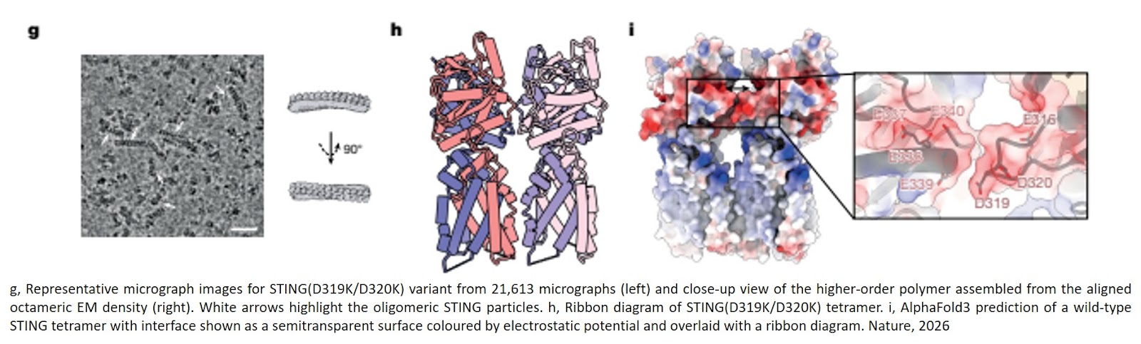 The mutational landscape of STING-induced immunity