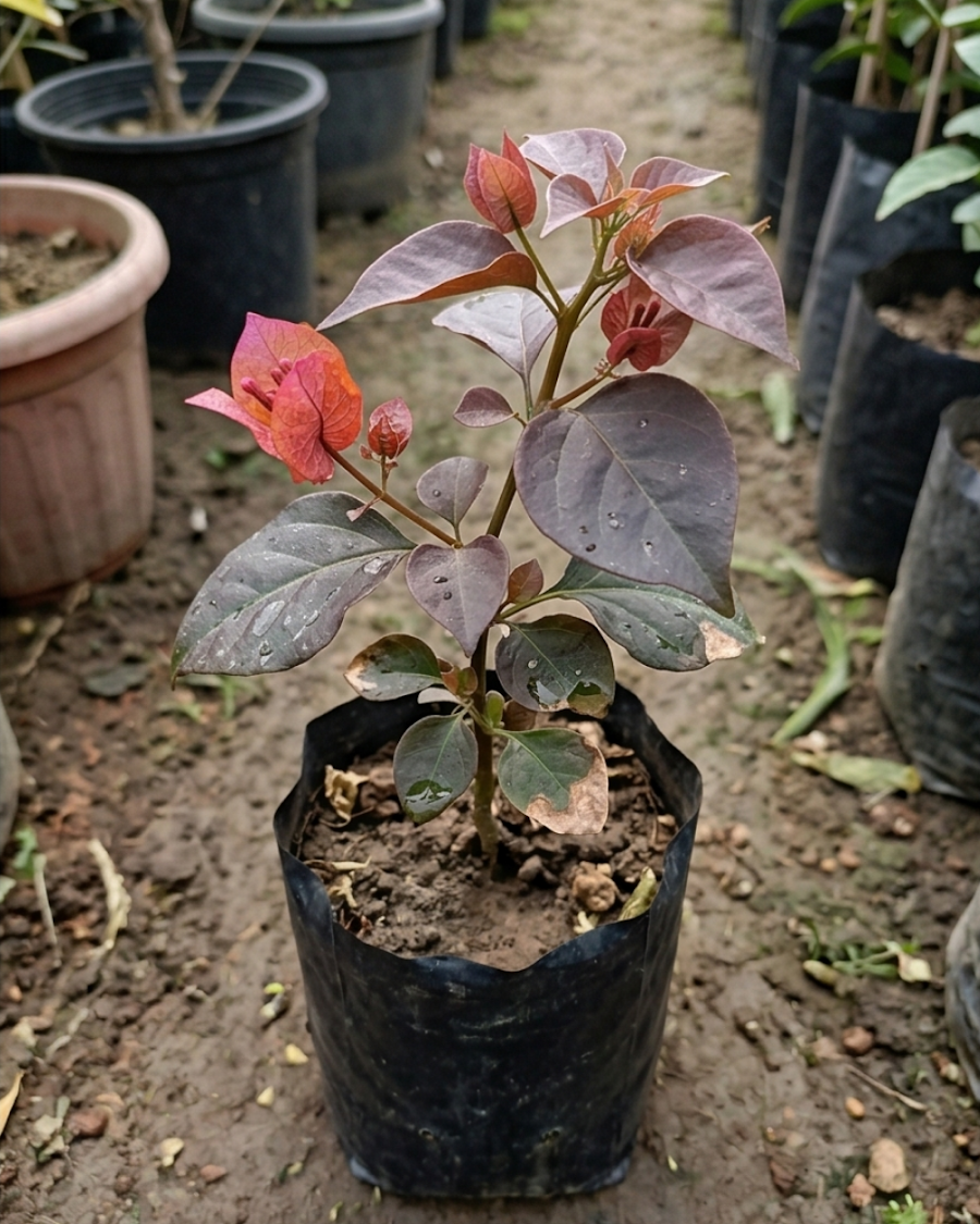 Imported Black Chitra Bougainvillea Plant — view 2